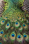 Détail de queue de Paon bleu (Pavo cristatus)