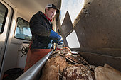 Captaining scallop boat. Cousins Island, Maine