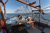 Captaining scallop boat. Cousins Island, Maine