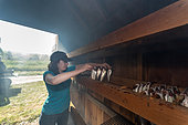 Smoking Alewives (Alosa pseudoharengus) , Dresden, Maine