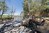 Annual Spring harvsting of Alewives (Alosa pseudoharengus) with a hoop net. Dresden, Maine