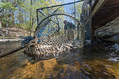 Annual Spring harvsting of Alewives (Alosa pseudoharengus) with a hoop net. Dresden, Maine