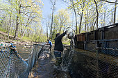Annual Spring harvsting of Alewives (Alosa pseudoharengus) with a hoop net. Dresden, Maine