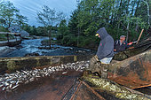 Annual Spring Harvest of Alewives (Alosa pseudoharengus) at ALEWIFE RESTORATION PROJECT. Damariscotta Mills, Maine