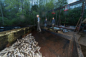 Annual Spring Harvest of Alewives (Alosa pseudoharengus) at ALEWIFE RESTORATION PROJECT. Damariscotta Mills, Maine