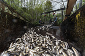 Annual Spring Harvest of Alewives (Alosa pseudoharengus) at ALEWIFE RESTORATION PROJECT. Damariscotta Mills, Maine, USA