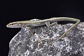 Pelasgian Rock Lizard, Anatololacerta pelasgiana