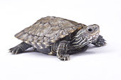 Balkan pond turtle, Mauremys rivulata