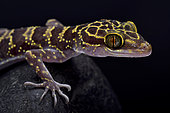 Doi Suthep Bent-toed gecko, Cyrtodactylus doisuthep
