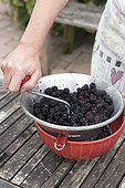 Step by step making of blackberry jam