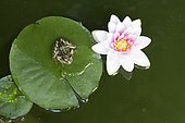 European frog (Rana temporaria) on a water lily leaf (Nymphaea sp)