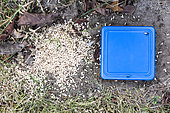 Ant box near a nest of ants in summer, Pas de Calais, France