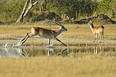 Lechwe (Kobus leche) running in water, Botswana