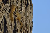 Unstriped Ground Squirrels (Xerus rutilus) on dead tree, Chobe, Botswana