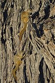 Unstriped Ground Squirrels (Xerus rutilus) on dead tree, Chobe, Botswana