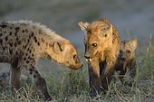 Spotted Hyena (Crocuta crocuta) and young in den, Khwai, Botswana