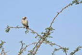 White-browed Sparrow-weaver (Plocepasser mahali) on a branch, Botswana