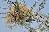 White-browed Sparrow-weaver (Plocepasser mahali) building his nest, Botswana