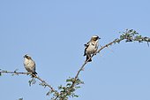 White-browed Sparrow-weavers (Plocepasser mahali) on a branch, Botswana