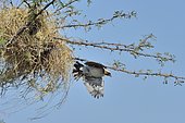 White-browed Sparrow-weaver (Plocepasser mahali) building his nest, Botswana