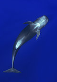 Pilot whale (Globicephala macorhynchus). Close-up of submerged adult. Tenerife, Canary Islands.