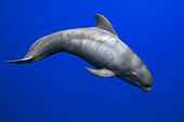 Pilot whale (Globicephala macorhynchus). Neonate, baby whale. The image shows the fetal lines characteristic of newborn specimens. Tenerife, Canary Islands.