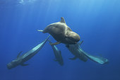 Pilot whale (Globicephala macorhynchus). Submerged group. Tenerife, Canary Islands.