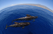 Pilot whale (Globicephala macorhynchus). Couple on surface. Tenerife, Canary Islands.