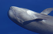 Pilot whale (Globicephala macorhynchus) on surface. Tenerife, Canary Islands.