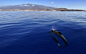 Pilot whale (Globicephala macorhynchus). Group on surface. Tenerife, Canary Islands.