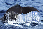 Pilot whale (Globicephala macorhynchus) on surface. Caudal fin. Tenerife, Canary Islands.