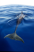 Pilot whale (Globicephala macorhynchus) on surface. Caudal fin. Tenerife, Canary Islands.