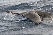 Pilot whale (Globicephala macorhynchus) on surface. Specimen with parasite in the caudal fin (Xenobalanus globicipitis, crustacean). Tenerife, Canary Islands.