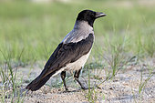 Hooded Crow (Corvus corone cornix) on ground in spring, Danube Delta, Romania