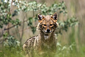 Golden Jackal (Canis aureus) portrait in a wooded meadow in spring, Danube Delta, Romania