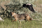Golden jackal (Canis aureus) chasing Hooded crows (Corvus cornix), Danube Delta, Romania