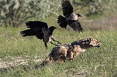 Golden jackal (Canis aureus) chasing Hooded crows (Corvus cornix), Danube Delta, Romania