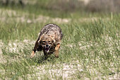 Golden Jackal (Canis aureus) Removing crows which dispute his prey in a wooded meadow in spring, Danube Delta, Romania
