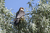 Red-footed Falcon (Falco vespertinus) Female on a tree in spring, Danube Delta, Romania