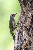Grey-headed woodpecker (Picus canus) Male on tree trunk in spring, Danube Delta, Romania