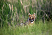 Golden Jackal (Canis aureus) Marauding in a wooded meadow in spring, Danube Delta, Romania