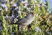 Balearic warbler (Sylvia balearica), Ibiza, Balearic Islands, Spain