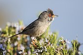 Balearic warbler (Sylvia balearica), Ibiza, Balearic Islands, Spain