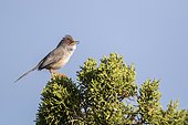 Balearic warbler (Sylvia balearica), Ibiza, Balearic Islands, Spain