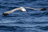 Audouin's Gull (Ichthyaetus audouinii) in flight above water's surface, Ibiza, Baleares, Spain