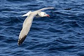 Audouin's Gull (Ichthyaetus audouinii) in flight above water's surface, Ibiza, Baleares, Spain