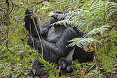 Gorille de Montagne (Gorilla beringei beringei) dos argenté cherchant à manger avec son jeune - Rwanda