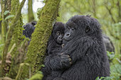 Gorilla (Gorilla beringei beringei) female protecting its young - Rwanda