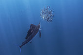 Sailfish (Istiophorus albicans) cuting in half a sardine in a shoal of fish - Isla Mujeres; Mexico
