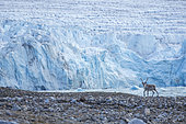 Reindeer (Rangifer tarandus) with a huge glacier - Svalbard; Norway